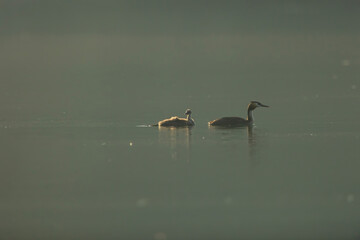 Great crested grebe