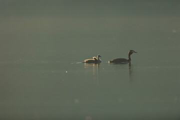 Great crested grebe