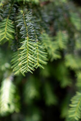 Fototapeta premium pine branch close up in summer