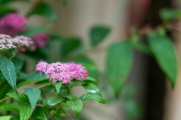 Close-up of blooming Japanese spirea