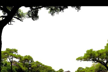 Silhouetted trees frame a white space