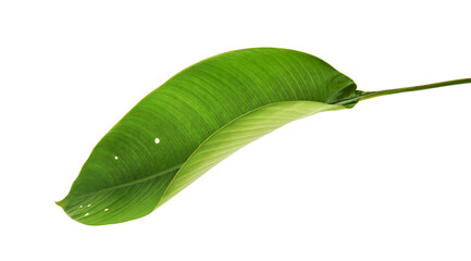 Strelitzia reginae, Heliconia, Bird of paradise foliage isolated on white background, with clipping path