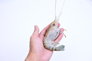fresh river shrimp