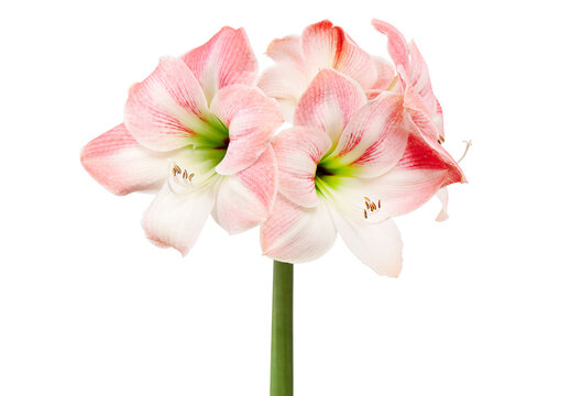 Hippeastrum or Amaryllis flowers ,Pink amaryllis flowers isolated on white background, with clipping path