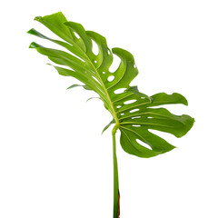 Monstera deliciosa leaf or Swiss cheese plant, isolated on white background, with clipping path © DEWINs