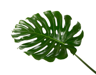 Monstera deliciosa leaf or Swiss cheese plant, isolated on white background, with clipping path © DEWINs