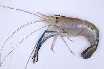 fresh river shrimp