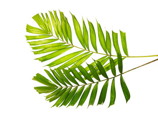 Macarthur palm leaves, Tropical foliage isolated on white background with clipping path