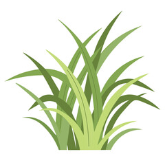 Flat vector illustration of green grass with long thin leaves, tropical plant for decorative garden and natural landscape design use.