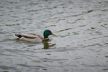 A Tranquil Lake Scene with  Pigeons,