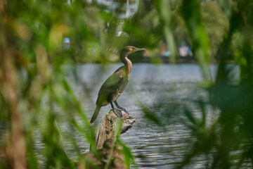  Tranquil Lake Scene with Cormorants,