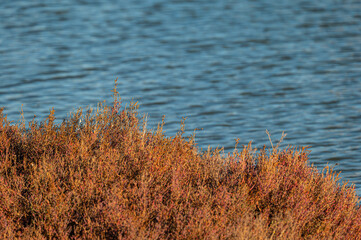 nature sceneries inside the Po river Delta lagoon during an autumnal afternoon, Comacchio, Ferrara, Italy