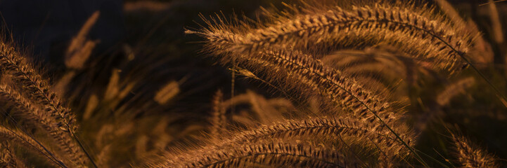Fountain grass at sunrise, Saturated and vivid nature background for banner