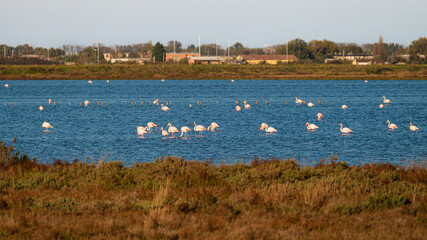nature sceneries inside the Po river Delta lagoon during an autumnal afternoon, Comacchio, Ferrara, Italy