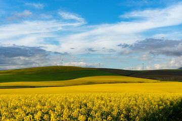 Rolling green and yellow canola or rape seed fields near Caledon, Overberg, Western Cape, South Africa, with wind turbines generating clean electricity under a dramatic sky.