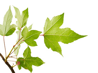 Acer foliage, Colorful maple leaves, isolated on white background with clipping path