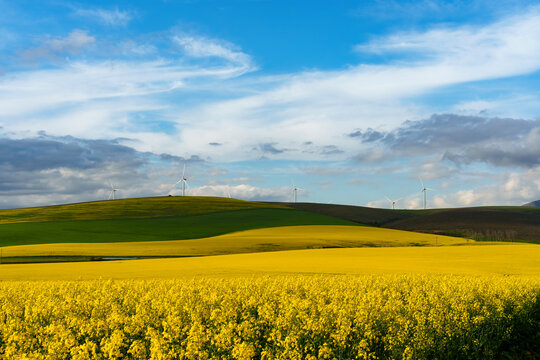 Rolling green and yellow canola or rape seed fields near Caledon, Overberg, Western Cape, South Africa, with wind turbines generating clean electricity under a dramatic sky.