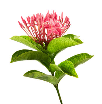Ixora coccinea flower, Pink ixora with leaves isolated on white background, with clipping path