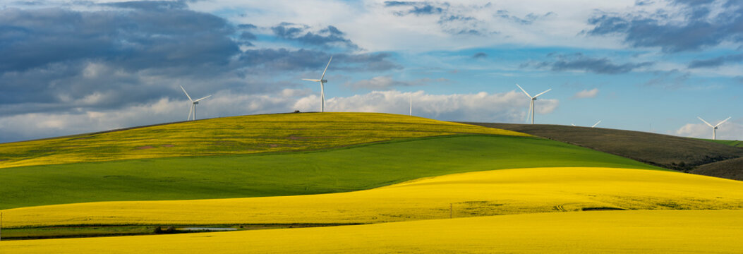 Rolling green and yellow canola or rape seed fields near Caledon, Overberg, Western Cape, South Africa, with wind turbines generating clean electricity under a dramatic sky.