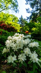 Lush garden with vibrant white azaleas