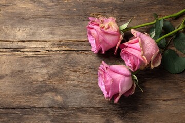 Three pink roses on a rustic weathered wooden surface