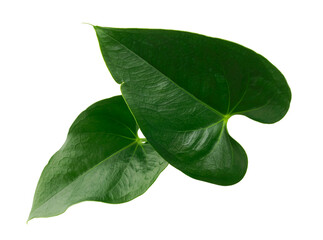 Flamingo flower, Anthurium sweet dream leaf isolated on white background, with clipping path © DEWINs