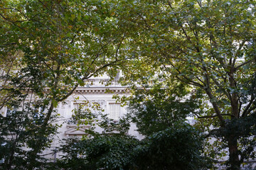 Street trees of Paris, France, the summer of 2025.