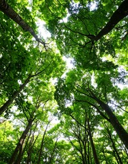 Fototapeta premium Lush green forest canopy