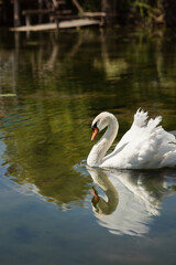 Fototapeta premium Photo of a white swan with chicks.
