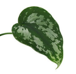 Scindapsus pictus leaves, Satin Pothos plant, Exotic foliage isolated on white background, with clipping path  © DEWINs