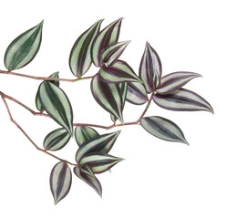 Tradescantia zebrina leaves, Inchplant foliage, Exotic tropical leaf, isolated on white background...