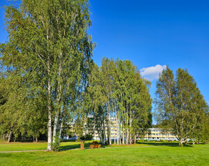 Park area with green lawns and tall slender birches in the Varska sanatorium, Estonia	
