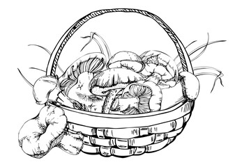Basket of picked mushrooms, autumn forest harvest of bolete russula webcap milk-cap fungi, grass blades, vegan cooking edible raw ingredient. Illustration hand drawn in vector ink. Wild food market
