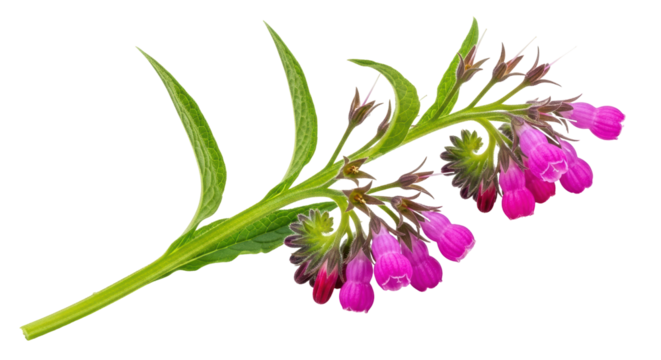 Isolated Comfrey with Flowers and Leaves