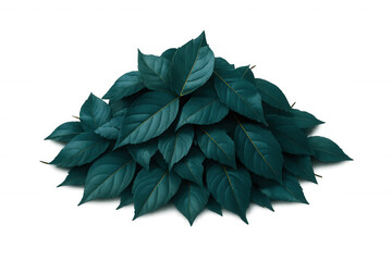 Cluster of teal leaves forms a textured mound, providing a natural and vibrant backdrop with transparent background