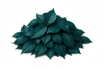 Cluster of teal leaves forms a textured mound, providing a natural and vibrant backdrop with transparent background