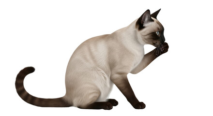 Isolated Siamese Cat Grooming