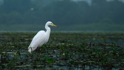 Wildlife Portrait of a Great Egret Standing Gracefully in Its Natural Habitat