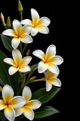 Obraz premium A striking and elegant image featuring frangipani blooms in white and yellow hues against a minimalistic black background