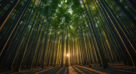 Sunlight streams through a dense bamboo forest, casting shadows on the forest floor