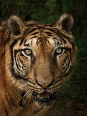Close-up wildlife portrait of a Bengal Tiger in its natural habitat, featuring the tiger’s striking eyes and powerful face