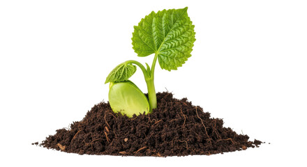 Isolated Sprout in Soil