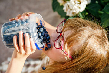 Little schoolgirl with glasses picking and eating fresh ripe blueberries in summer. Happy child...