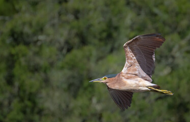 Nankeen Night Heron