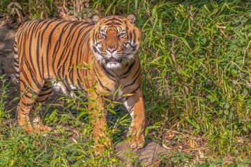 Fierce Sumatran tiger staring intently while walking through green jungle