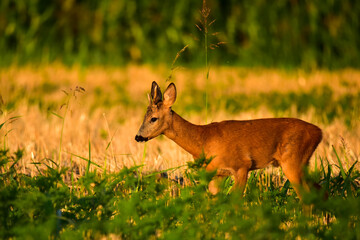 roebuck in the nature at summer morning
