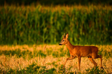 roebuck in the nature at summer morning