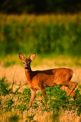 roebuck in the nature at summer morning