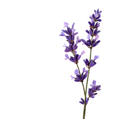 Fototapeta premium lilac flowers isolated on white background