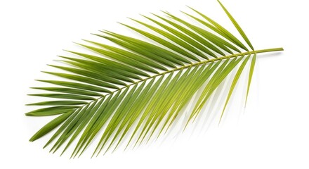 Obraz premium Green Palm Leaf Isolated on White 